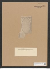 Surirella hastata A. Schm. (de-Toni-Nr.: Genus 53, Species 2372) Zeichnungen Sammlung Grunow Nr. 4776 (NHMW-BOT-W0372905)